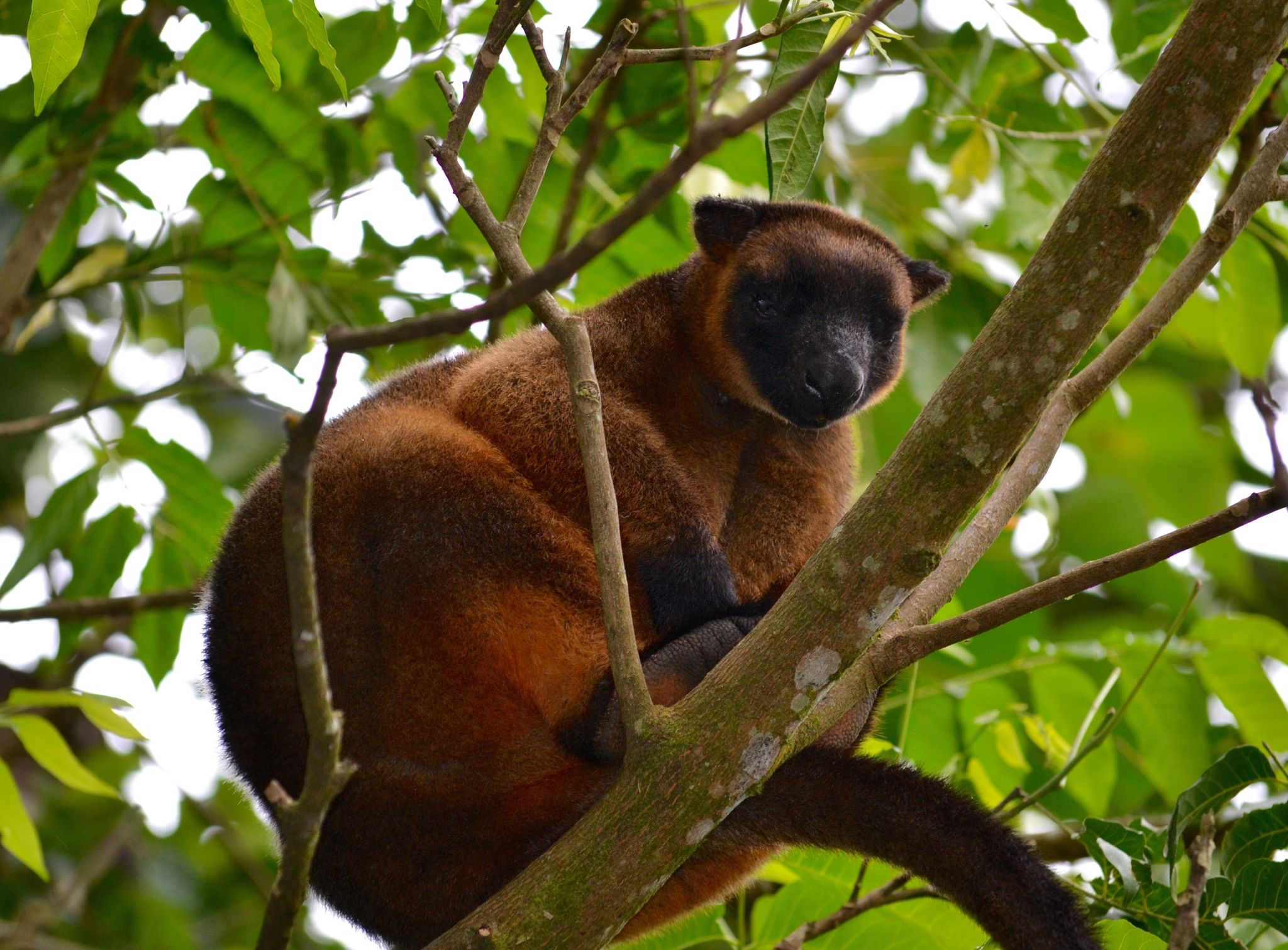 Animal in a tree. 