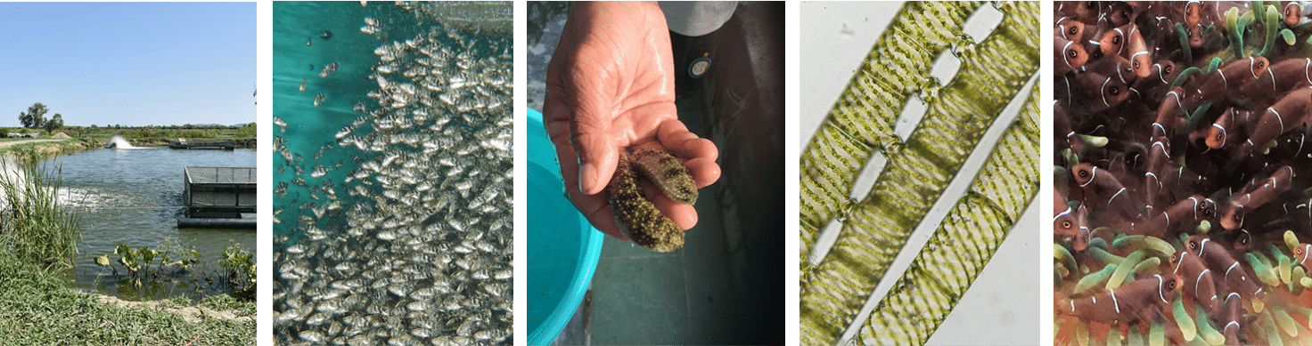 Aquaculture research banner. 