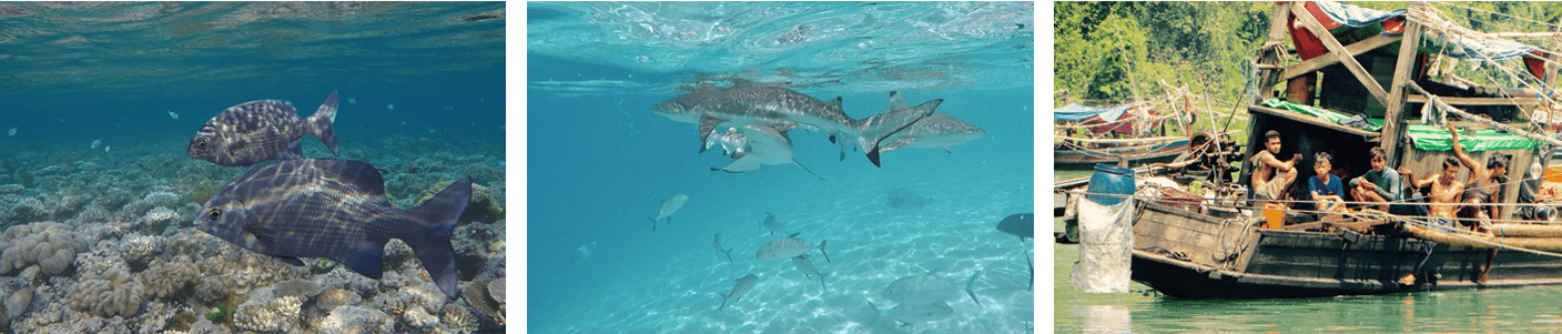 Banner image showing shark, fish and a boat. 